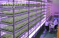 국내 최대 LED 식물공장 익산에 준공 