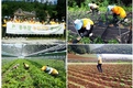 동부팜한농 직원들, 태백시 농작업 도와