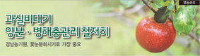 과실비대기 양분ㆍ병해충관리 철저히
