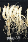 인삼 새 품종 ‘고원’ 개발