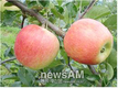 일본 품종 대체할 여름사과 개발