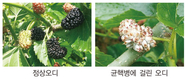 오디균핵병, 친환경 방제 길 연다