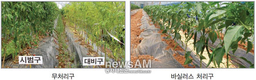 [미생물이란?71 미생물의 놀라운 효과]“미생물 처리로 생육증진 병 방제에도 큰 효과”