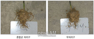 [미생물이란?71 미생물의 놀라운 효과]“미생물 처리로 생육증진 병 방제에도 큰 효과”