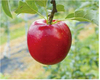 기온 높아도 색깔 좋은 사과 개발