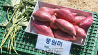베타카로틴 풍부한 고구마 신품종 탄생 