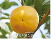 국산 단감 ‘조완’ 당도 높고 맛 좋아 