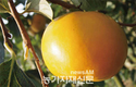 국내최초 완전단감 품종 ‘조완’ ‘감풍’