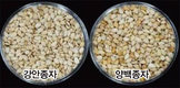 수량성·내병성 좋은 참깨 ‘강안’