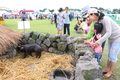 2016 농촌사랑 돼지사랑 제주 도새기 축제 성료