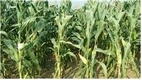 농진청, 사료용 옥수수 ‘신황옥’ 개발