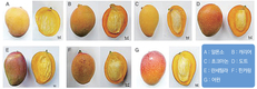 망고, 국내 시설재배 가능성 열린다 