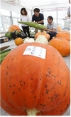 “대한민국에서 가장 큰 호박이 떴다!”