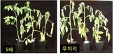 농진청, 토마토 풋마름병 막는 친환경 제품 개발