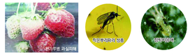 딸기, 정식 초기 병해충 적기 방제가 ‘중요’ 