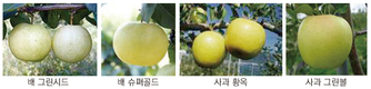 노란 사과·녹색 배, 소비자 마음 확~ 땡긴다!