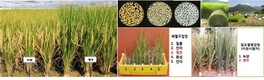 가공적성 우수한 친환경 조사료 벼‘영우’개발