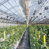 따뜻한 시설하우스, 병해충도 ‘함께 자란다’