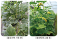 흰가루병, 클로렐라 살포 후 새잎돋고 생장 왕성
