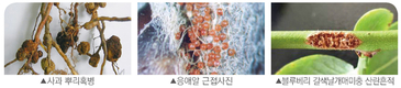 뿌리혹병·응애류·갈색날개매미충 등 예방필요