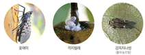 [4월 특집기획] 돌발해충 확산대비 적용약제