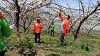 실용화재단, 배과수농가 찾아 인공수분 봉사활동