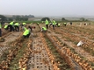농우바이오, 전남 무안군 양파수확 봉사활동 실시 