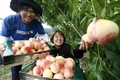 맛 좋고 크기도 큰 조생종 복숭아 ‘유미’ 호평