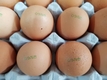 살충제 계란 공포, 먹거리 불안 가중