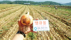 동오시드 ‘땡큐볼’ 뿌리 강하고 구피색 뛰어난 최상의 양파 생산