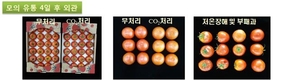 ‘수출용 토마토’ 이산화탄소 처리로 부패율 줄인다