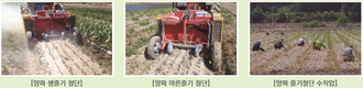 (주)불스, 양파·마늘 줄기 절단기 출시 눈앞… 200평 수확 15분이면 끝~