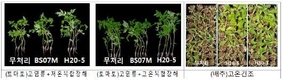 급격한 온도변화 피해 막는 미생물 3종 개발