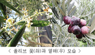 [아열대작물①] 신이 내린 선물 ‘올리브’ 일조시간 긴 남쪽 및 동남쪽 재배 적합