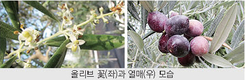 [아열대작물①] 신이 내린 선물 ‘올리브’ 일조시간 긴 남쪽 및 동남쪽 재배 적합