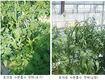 토마토·파프리카 등 수경재배 환절기 양액 농도 낮추고 급액량 늘려야