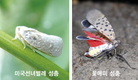 [2018 병해충 전망]국가간 교역 증가로 참다래궤양병 등 외래 병해충 증가세