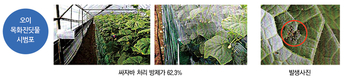 가로수도 친환경 방제시대… 친환경방제제 ‘싸자바’ 출시 임박