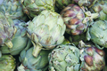 아열대 작물Ⅲ - ②  채소의 여왕 ‘아티초크(ARTICHOKE)’