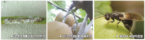 [기획]농업생태계 파괴하는 돌발해충