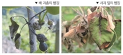 화상병 매년 발생 토착화 되나, 위기 경보 ‘경계’ 격상
