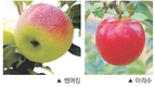 사과 신품종 ‘썸머킹·아리수’ 공동출하로 12%~25% 더 받아