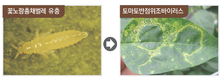 시설채소 바이러스 경보! 확산되면 재배중 농사 포기할 수도