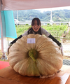 ‘265kg’ 슈퍼호박… 역대 최고 무게 기록