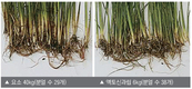 [현장탐방❶]  농사의 기본은 뿌리, “농사방법 바꾸지 않으면 이상기후에 대응 할 수 없어” 