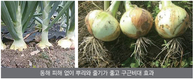 [현장탐방❶]  농사의 기본은 뿌리, “농사방법 바꾸지 않으면 이상기후에 대응 할 수 없어” 