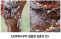배 월동 해충  “꼬마배나무이”