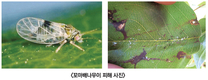 배 월동 해충  “꼬마배나무이”