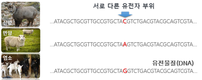 외국산 산양·면양, 국내산 염소 둔갑, 이제 꼼짝마!