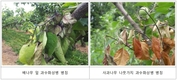 농촌진흥청, 과수화상병 종합관리 대책마련